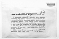 Cladosporium diaphanum image